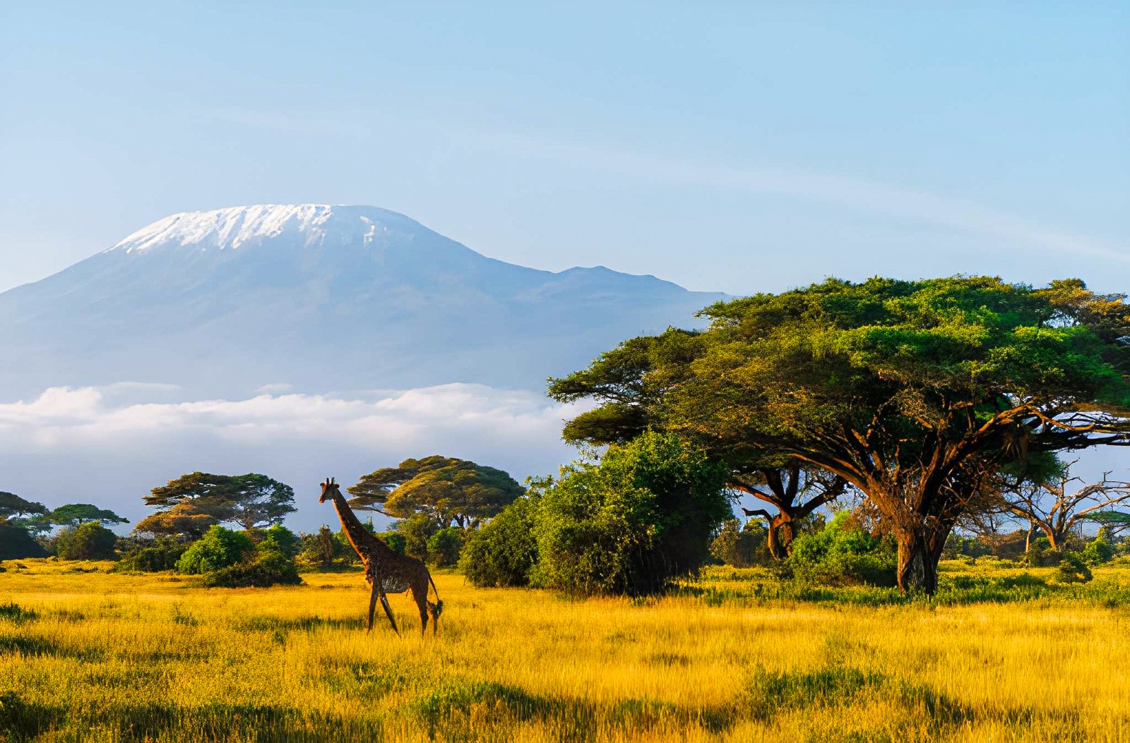 Untamed Kenya